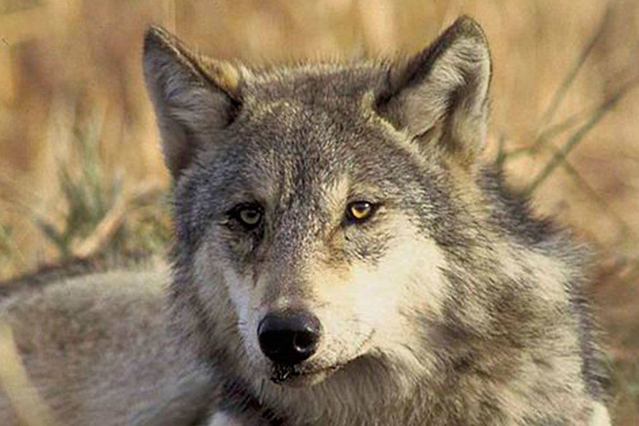 Gray wolves could soon return to native territory in Western Washington