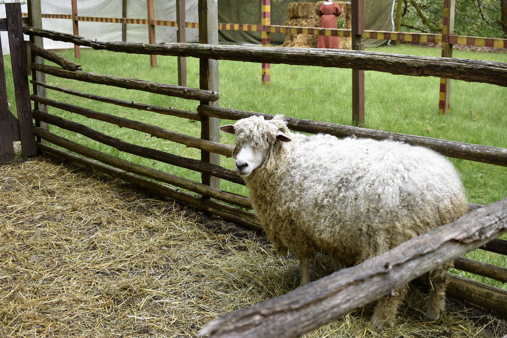 Sheep live at the Camlann Medieval Village. Raechel Dawson/staff photo