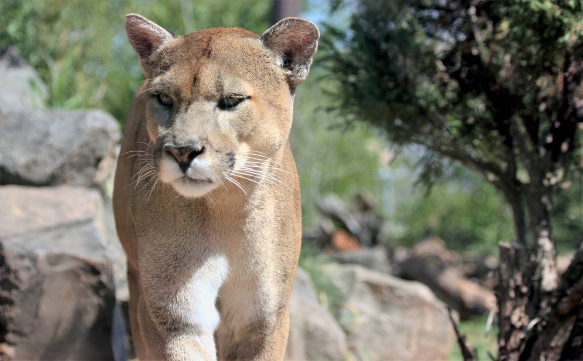 It is extremely unusual for cougars to attack humans, say officials, as they are shy animals that usually hunt smaller animals like deer, rabbits and goats.