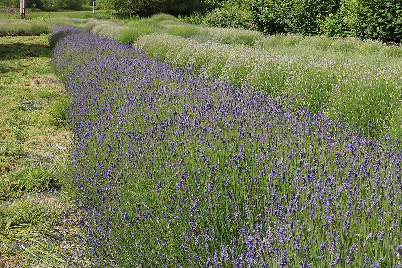 Fall City lavender farm set to bloom