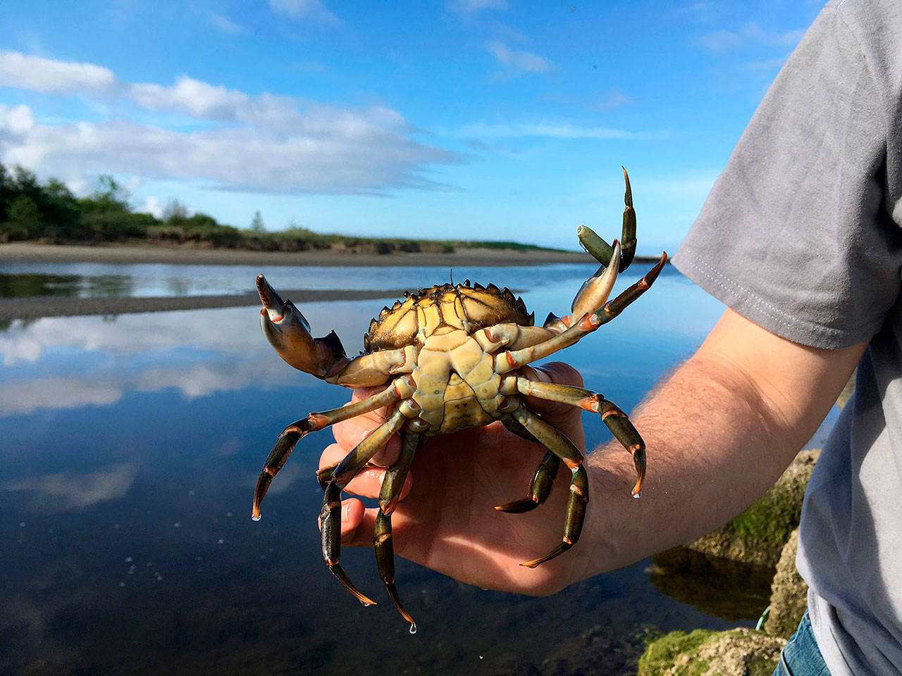 Compared to the Dungeness Spit this season, Neah Bay has recorded trapping about 10 times as many European green crab, such as this one Jonathan Scordino holds. (Adrianne Akmajian/ Makah Fisheries Management)
