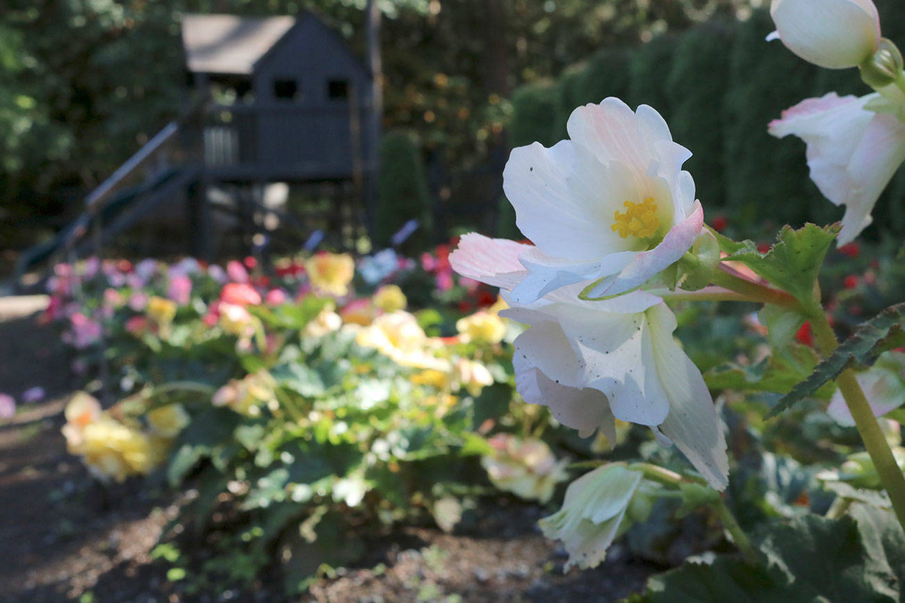 Dahlia Barn has another successful summer in North Bend