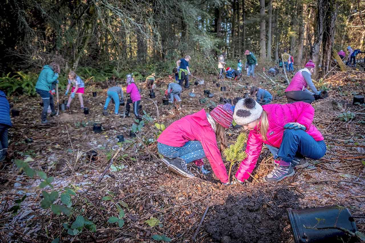 Executive Constantine Dow launched an initiative to plant one million trees by the end of 2020. With the help of volunteers and partners, King County has planted 705,840 trees. Photo courtesy of King County.