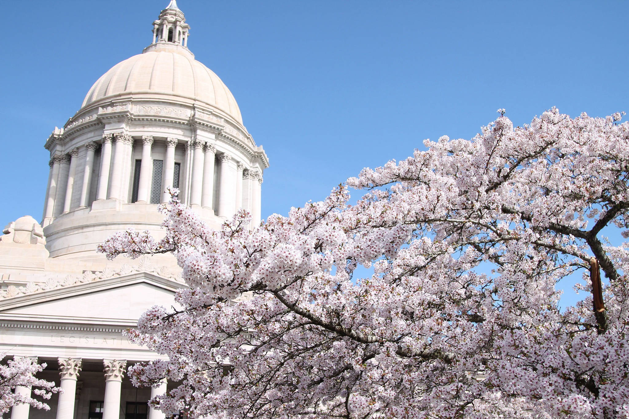 Cherry blossoms bloom in April at the Washington State Capitol. Photo by Emma Epperly, WNPA Olympia News Bureau