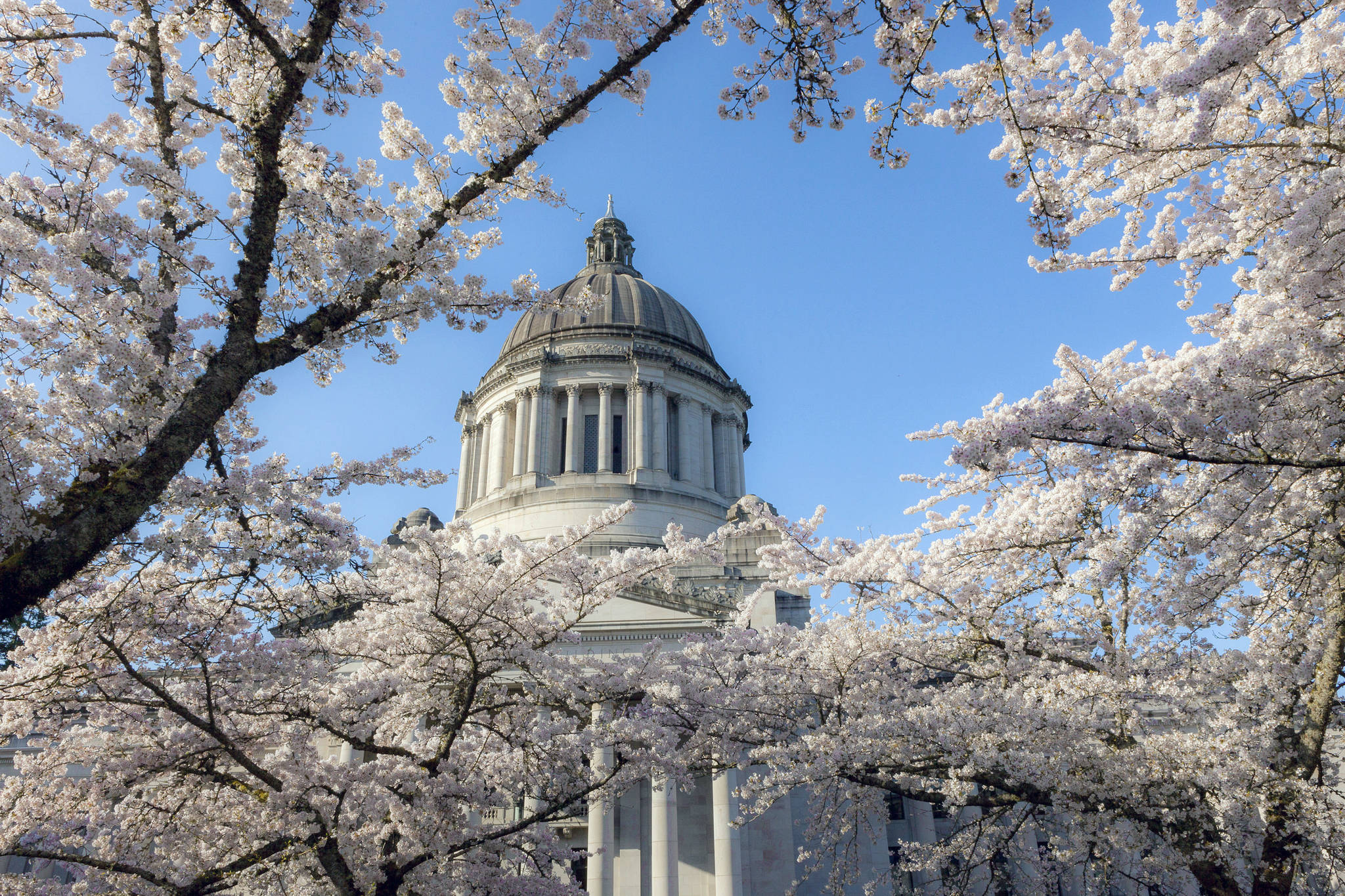 (Linda J. Smith) Cherry trees fully in bloom at the state capital in Olympia.                                (Linda J. Smith) Cherry trees fully in bloom at the state capital in Olympia.