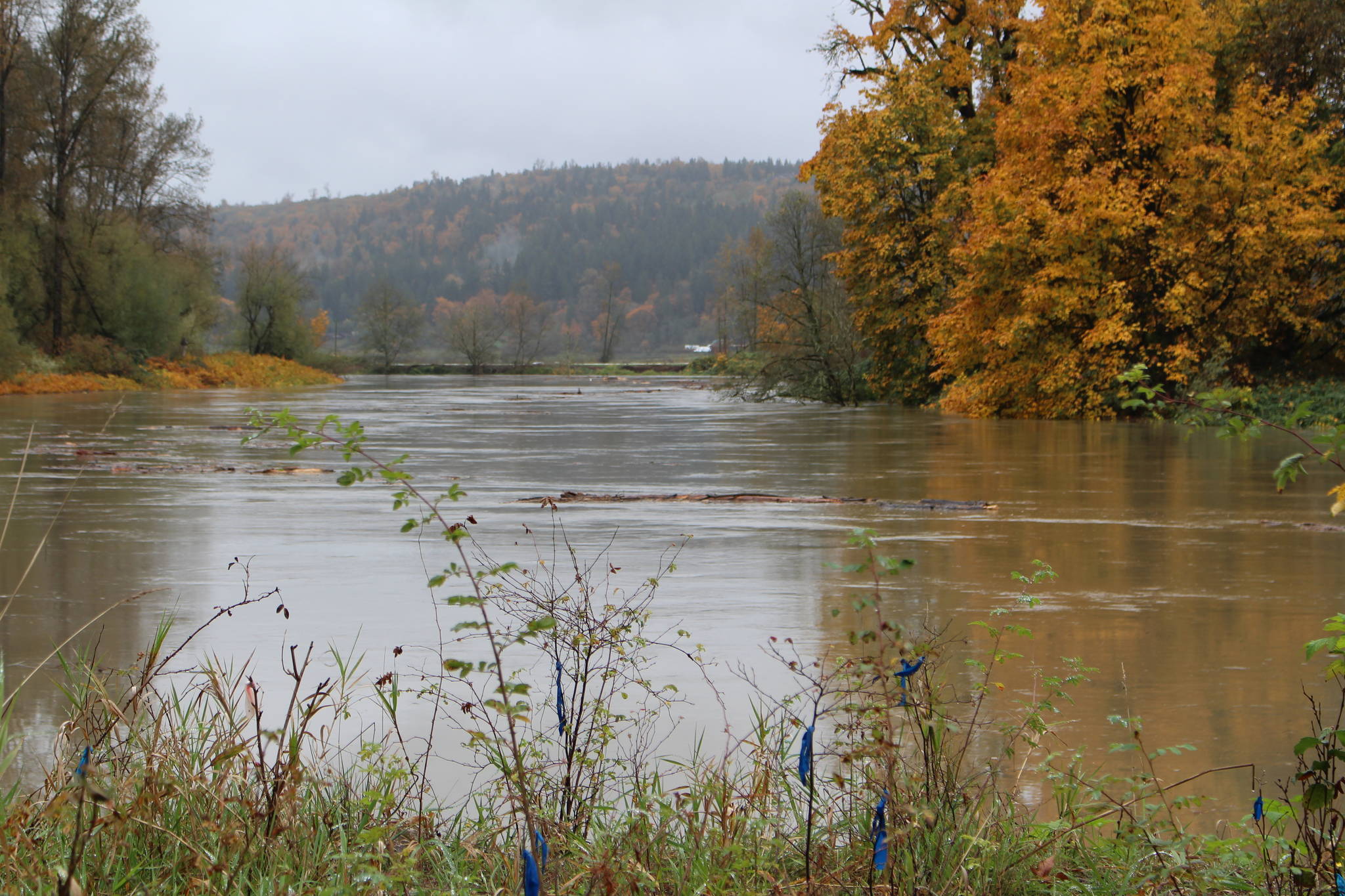 The Snoqualmie River near Carnation on Oct. 22, 2019. Aaron Kunkler/staff photo