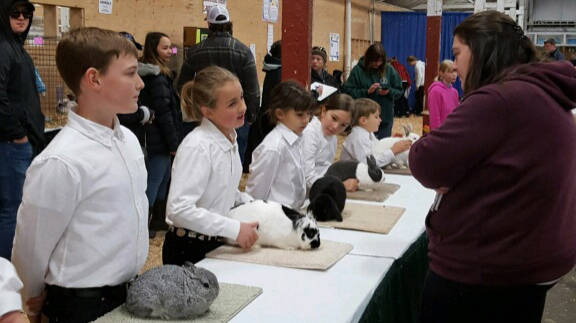 Courtesy photo                                The Snoqualmie Valley Evergreens 4-H club will host a rabbit show on Feb. 29 in North Bend.