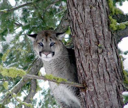 New guidelines will allow more cougars to be hunted in several areas of the state. Courtesy photo