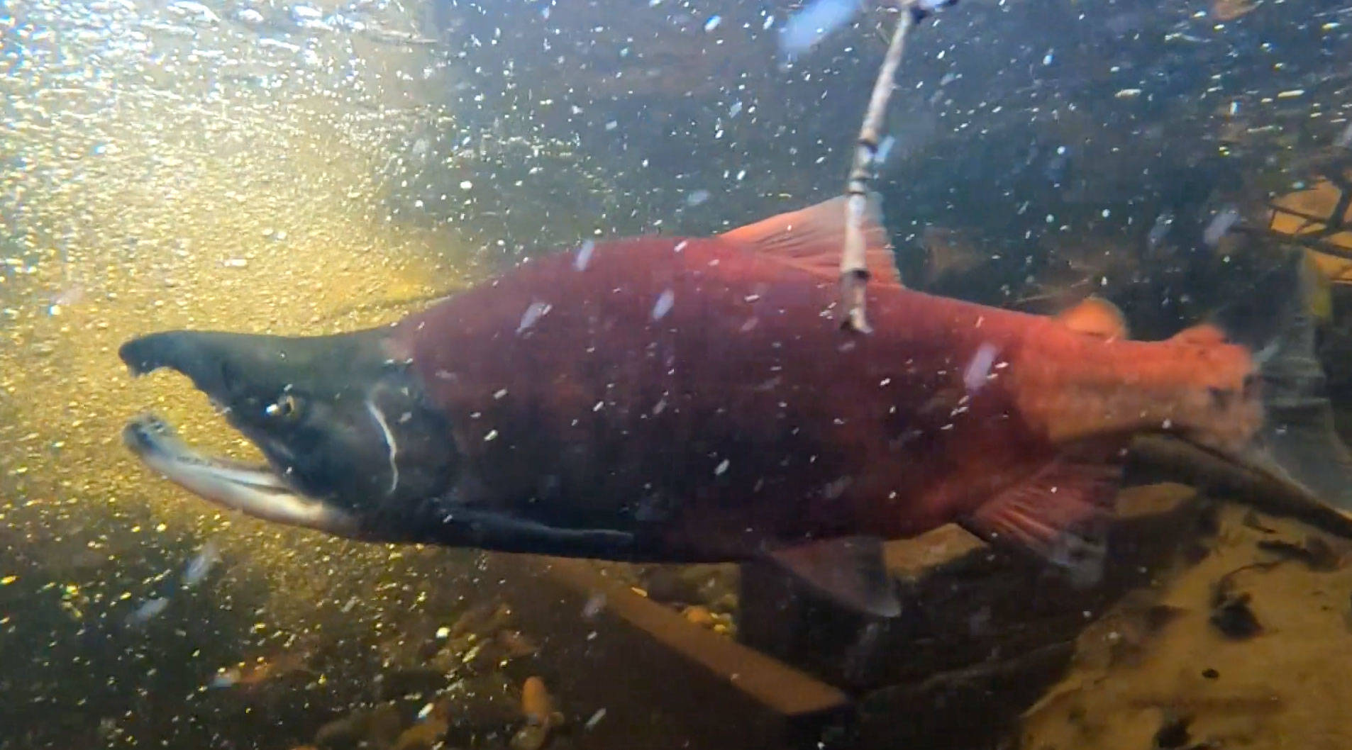 A freshwater variety of kokanee salmon from Lake Sammamish. File photo