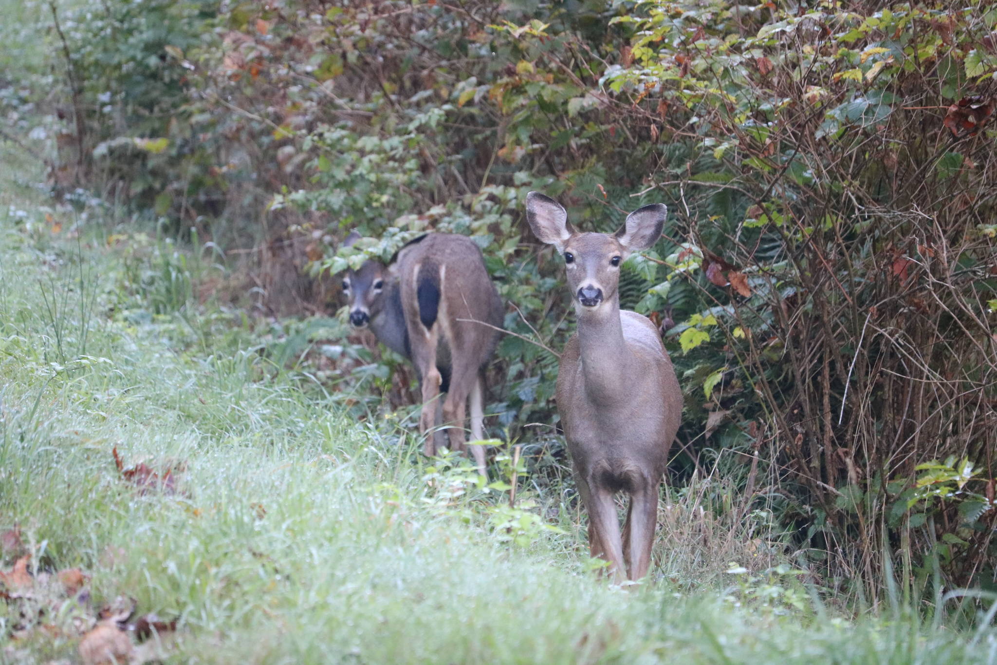 Some cool deer near Preston on Oct. 6. Aaron Kunkler/staff photo