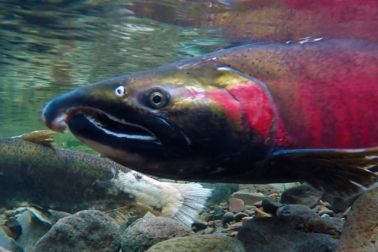A coho salmon. The 14th annual Salmon SEEson program provides information on virtual and self-guided viewing locations around King County. Flickr/Bureau of Land Management