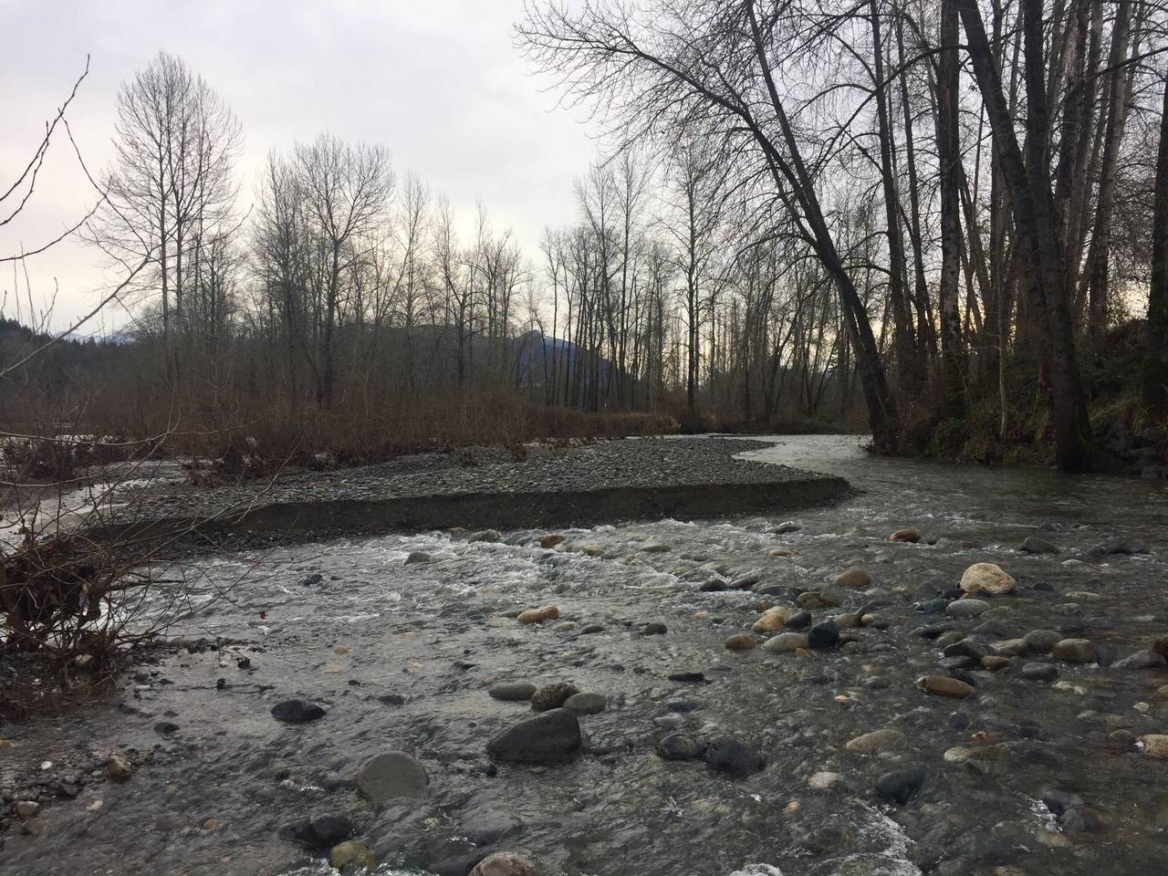 Photo by William Shaw
Mouth of the Raging River where it flows into the Snoqualmie River, just east of the Fall City Bridge, on the morning of Tuesday, Jan. 5.