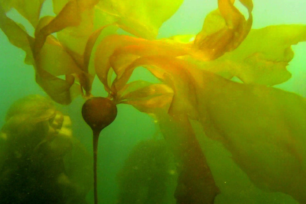 Some kelp underwater. Kelp forests are a critical ecosystem for herring and salmon. (UVic Geography department)