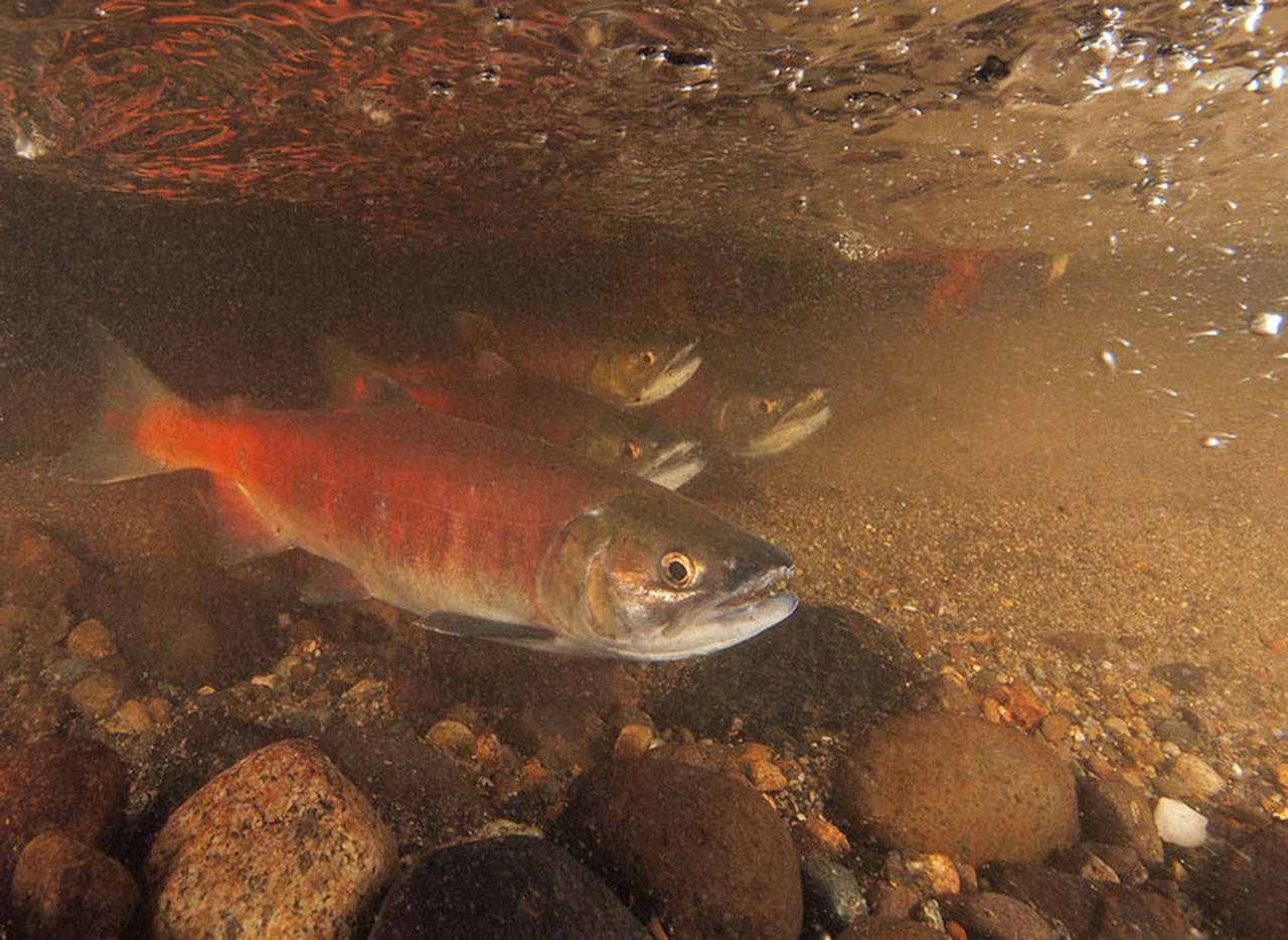 Kokanee salmon in Ebright Creek in Sammamish. U.S. Department of the Interior