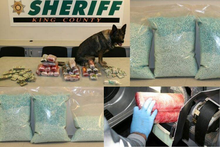 Photos of drug bust and Fury the K9 unit (courtesy of King County Sheriff's Office)