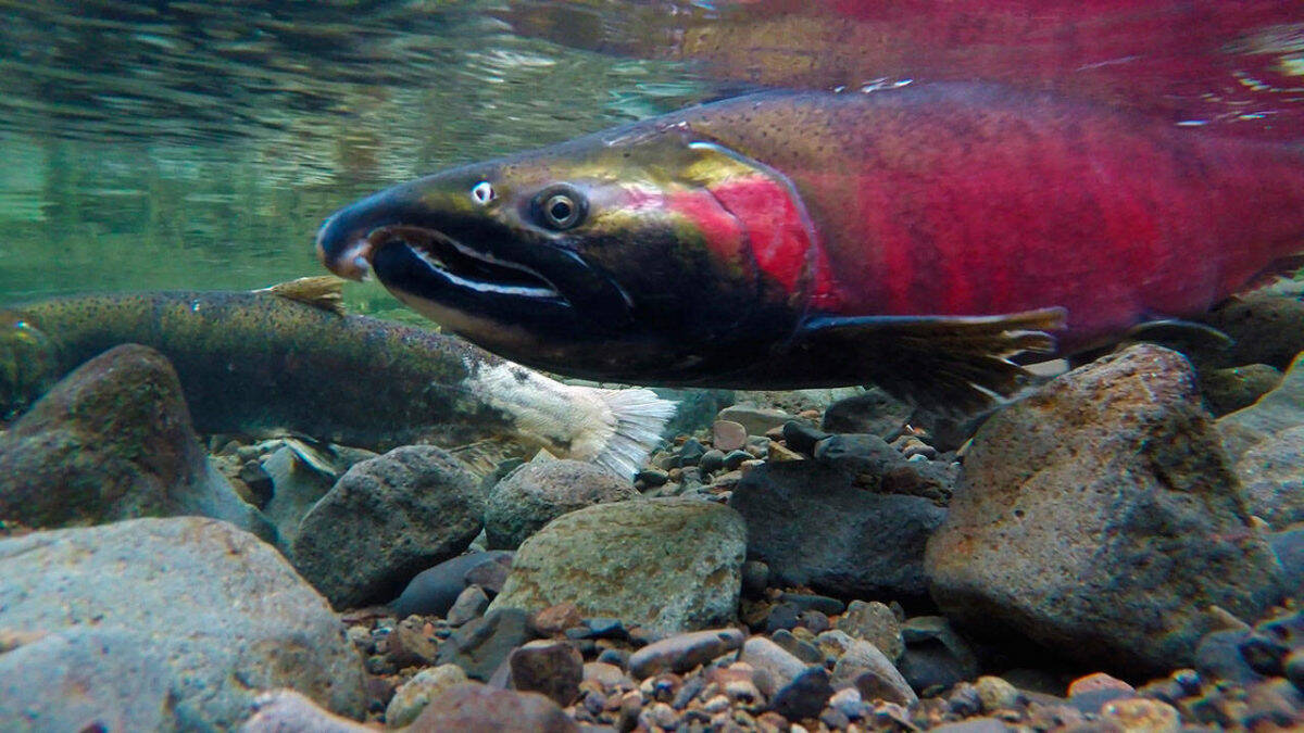 Flickr/Bureau of Land Management
A coho salmon.