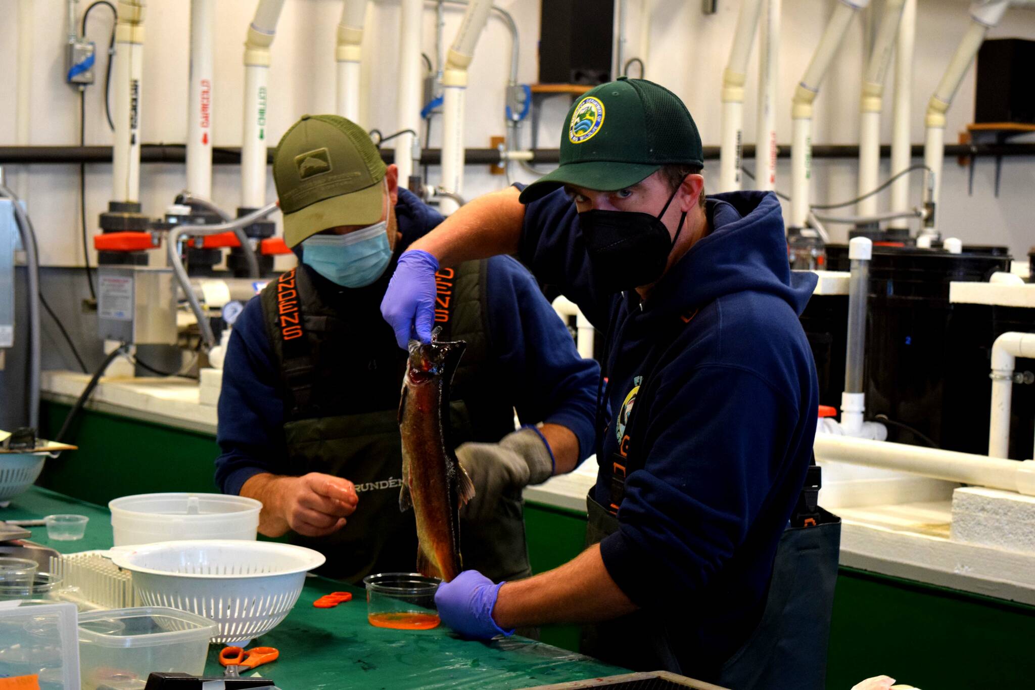 Washington Department of Fish and Wildlife workers extract eggs from a female kokanee at the Issaquah Salmon Hatchery. Photo by Conor Wilson/Valley Record.
