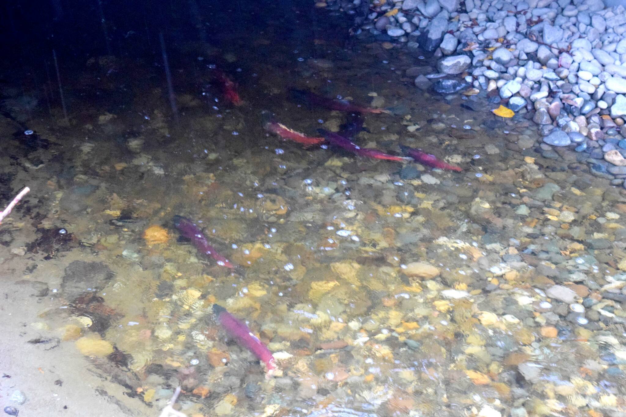 A pool of kokanee salmon at Ebright Creek in Sammamish. Photo by Conor Wilson/Valley Record.