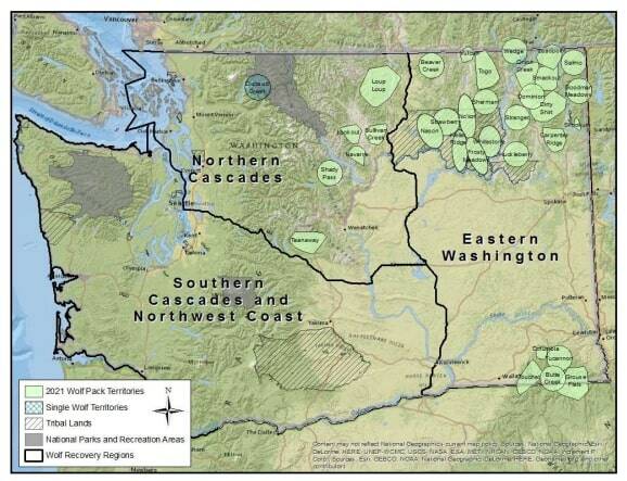 Known wolf packs and single wolf territories in 2021 in Washington. Map does not include unconfirmed or suspected packs, or border packs from other states and provinces. Courtesy of WDFW