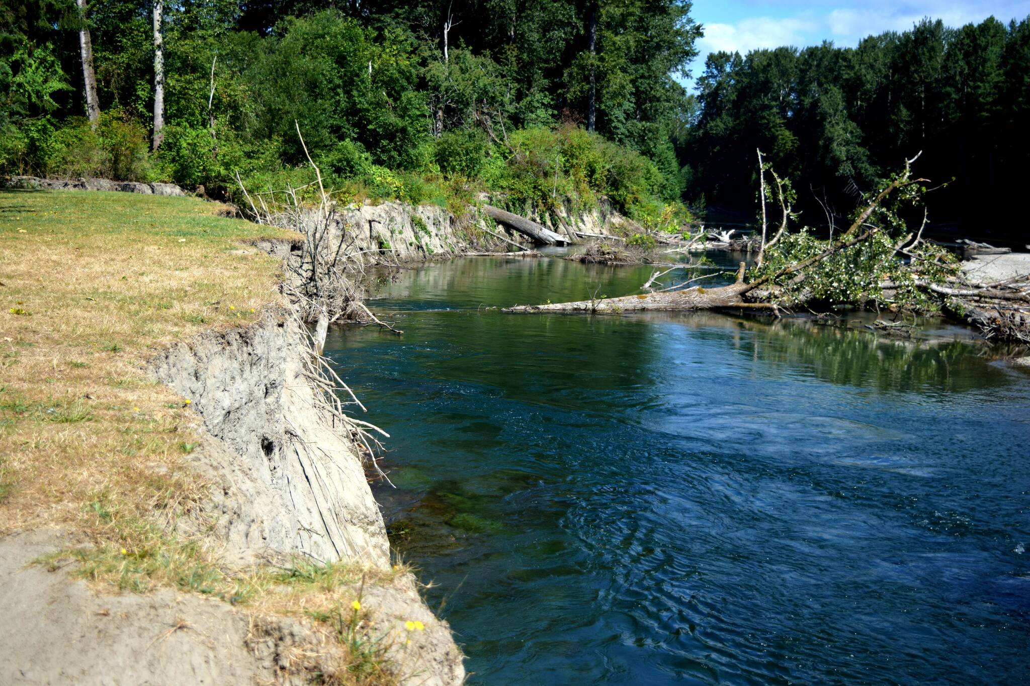 Conor Wilson / Valley Record 
An eroded bank along the Snoqualmie River at Sandy Cove Park.