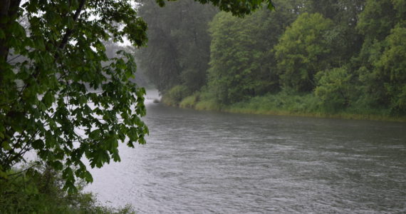 A view of the Snoqualmie River from Downtown Fall City. Photo by Conor Wilson/Valley Record