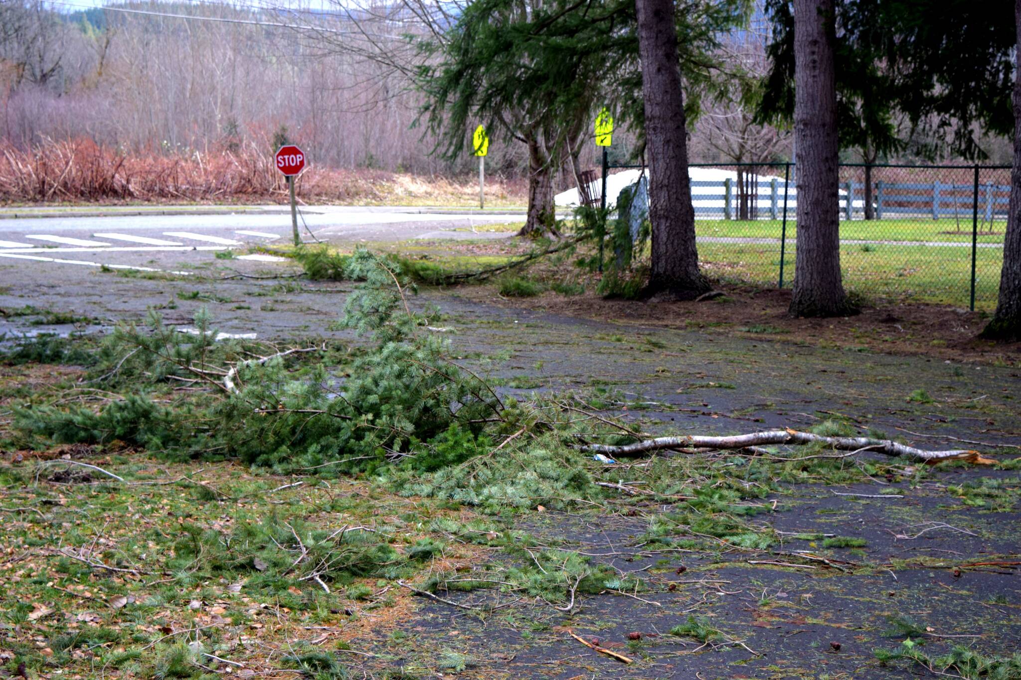 Fallen Tree limbs at Snoqualmie Elementary on Dec. 28. Photo Conor Wilson/Valley Record.