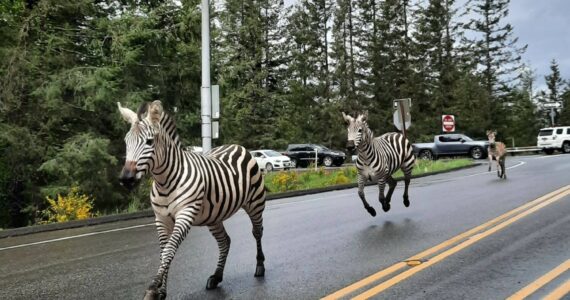 Zebras on the loose April 28 in North Bend. (Photo courtesy of Paul Luccio)