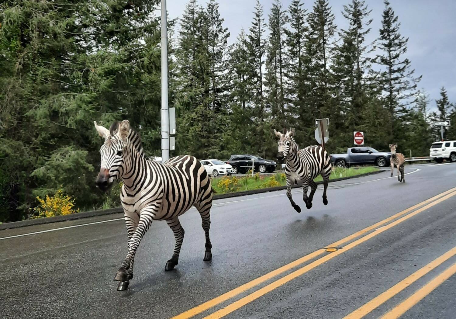 Zebras on the loose April 28 in North Bend. (Photo courtesy of Paul Luccio)