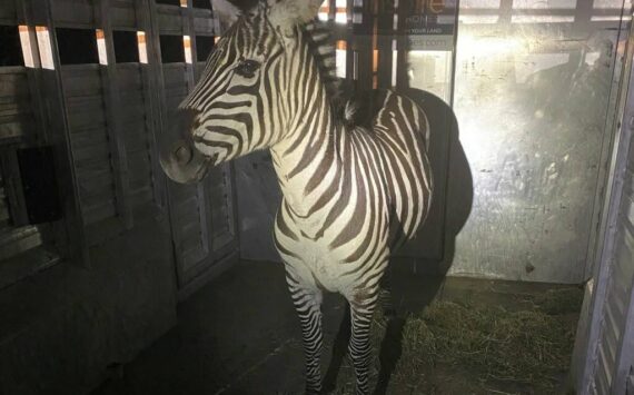 Shug the zebra. (Photo courtesy of the Regional Animal Services of King County)