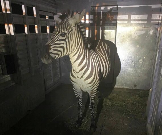 <p>Shug the zebra. (Photo courtesy of the Regional Animal Services of King County)</p>