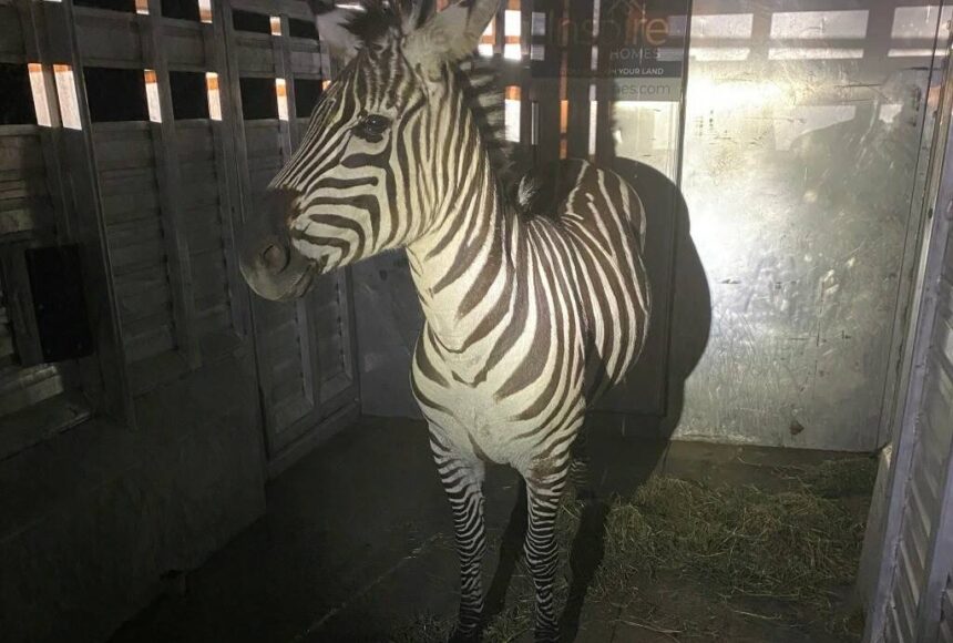 <p>Shug the zebra. (Photo courtesy of the Regional Animal Services of King County)</p>