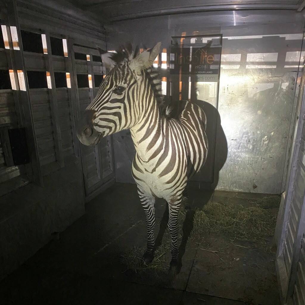 Shug the zebra. (Photo courtesy of the Regional Animal Services of King County)