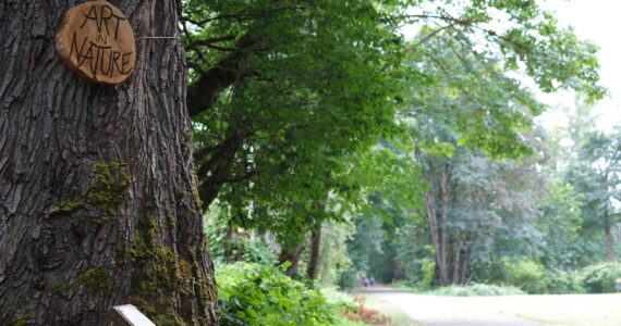 A cedar round hanging on a maple tree marks the beginning of the Art in Nature trail walk on the Snoqualmie Valley Trail in Carnation, Aug. 18, 2025. (Grace Gorenflo/Valley Record)