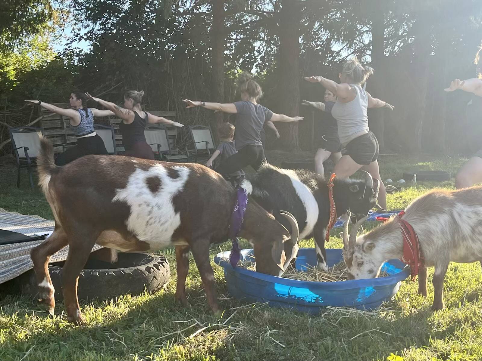 A group does yoga in the field with goats at Katsiki Goat Farm. The next yoga with goats session is Aug. 29. Photo courtesy of Katsiki Goat Farm
