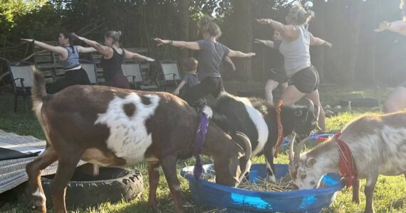 A group does yoga in the field with goats at Katsiki Goat Farm. The next yoga with goats session is Aug. 29. Photo courtesy of Katsiki Goat Farm