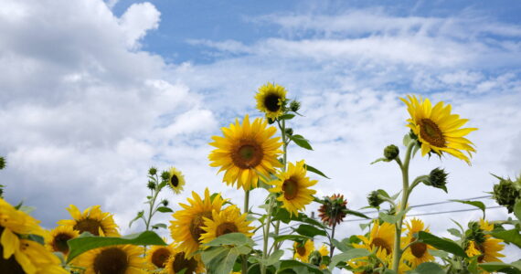 Photo courtesy of Duvall Historical Society
Sunflowers in the fields at Muddy Boots farm in Duvall, Aug. 18, 2025.