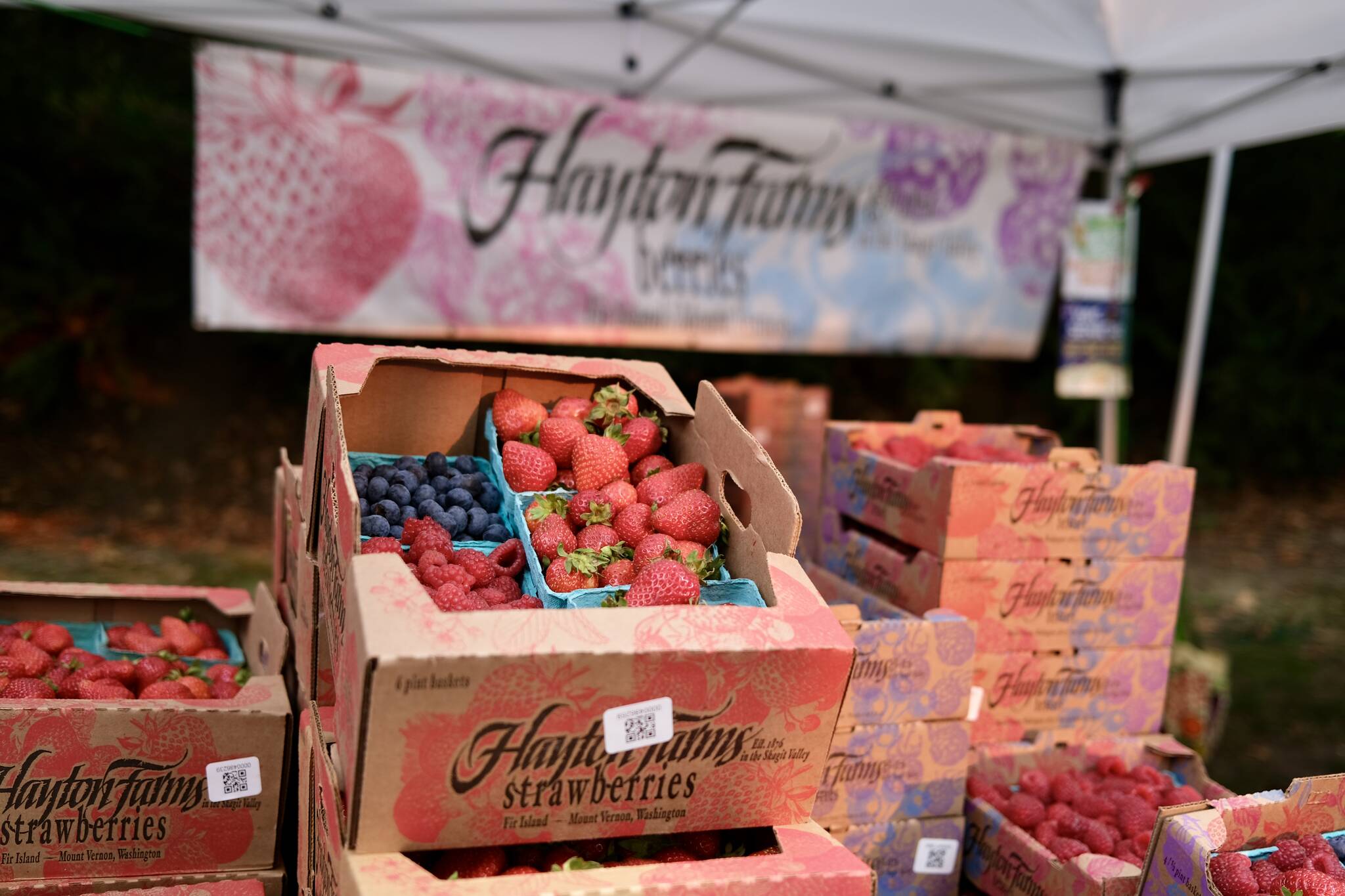 Hayton Farms of Mount Vernon sells its fresh berries at the Duvall Farmers Market, Sept. 4, 2025. Grace Gorenflo / Valley Record