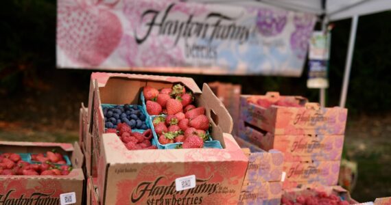 Hayton Farms of Mount Vernon sells its fresh berries at the Duvall Farmers Market, Sept. 4, 2025. (Grace Gorenflo/Valley Record)