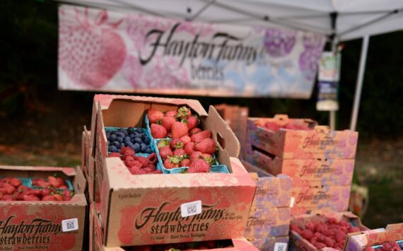 Hayton Farms of Mount Vernon sells its fresh berries at the Duvall Farmers Market, Sept. 4, 2025. (Grace Gorenflo/Valley Record)