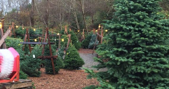 Christmas trees for sale at Novelty Hill Farm. Photo courtesy of Novelty Hill Farm