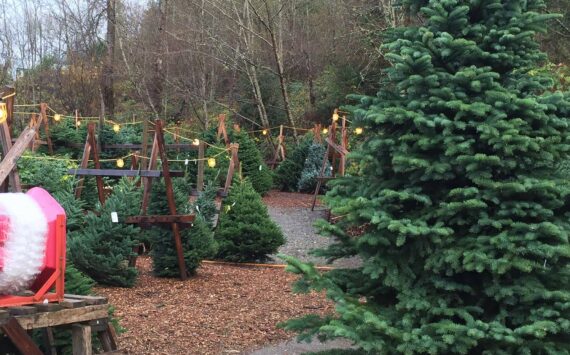 Christmas trees for sale at Novelty Hill Farm. Photo courtesy of Novelty Hill Farm