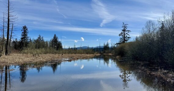 Flood waters make W. Snoqualmie River Road NE near The Blue Heron Golf Course impassable, March 25, 2025. Many secondary roads closed last flood season, despite no main road closures. (Grace Gorenflo/Valley Record)