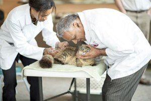 Doctors Karianne Allen and J.S. Khera work together to vaccinate a cooperative cat at the Valley Animal Partners pet fair and vaccination event Saturday