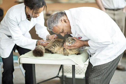 Doctors Karianne Allen and J.S. Khera work together to vaccinate a cooperative cat at the Valley Animal Partners pet fair and vaccination event Saturday