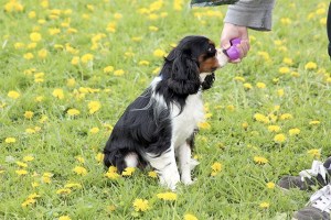 Dogs get their own hunt for treat-filled eggs Saturday