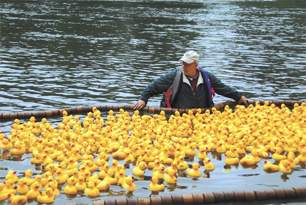 A volunteer uses a floating boom to channel Fall City's Ducky Derby.