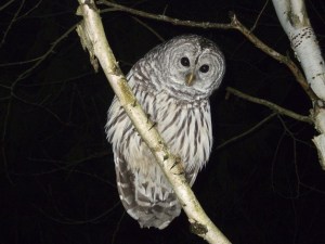 Reader photo | Unexpected visit when owl goes after North Bend home's pet hawk