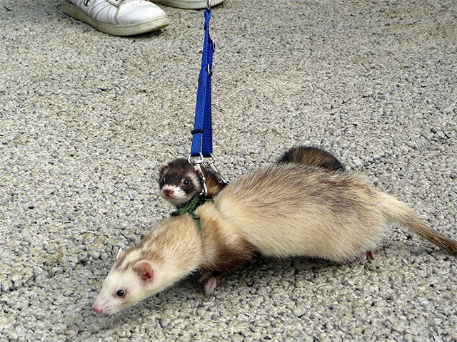 Animals of all sorts