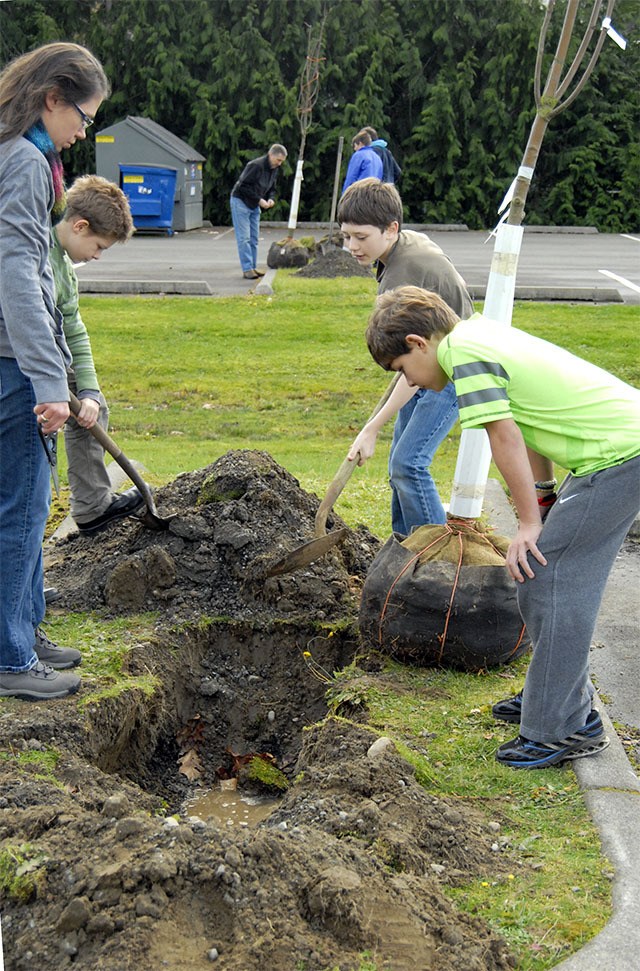 Discovering the hole for their sapling was already too deep