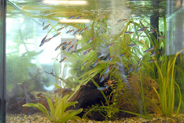 Neon Tetras gather in the new aquarium at North Bend Elementary School;